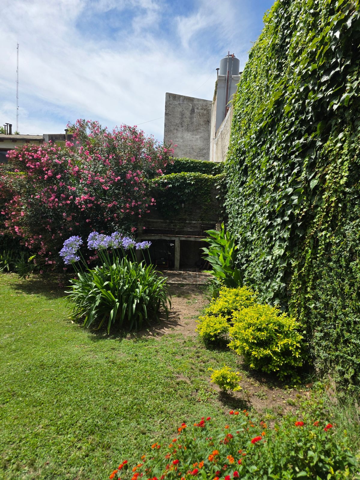 La parrilla de ladrillo entre agapantos y un laurel de flor